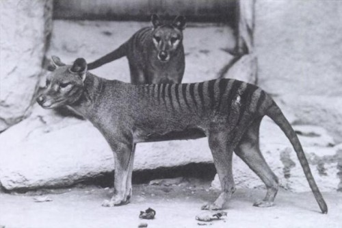 Thylacines