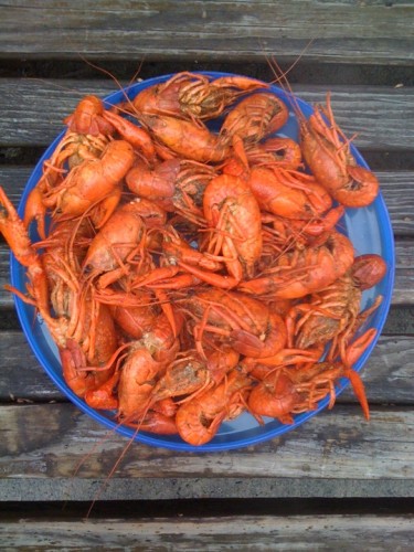 crawfish